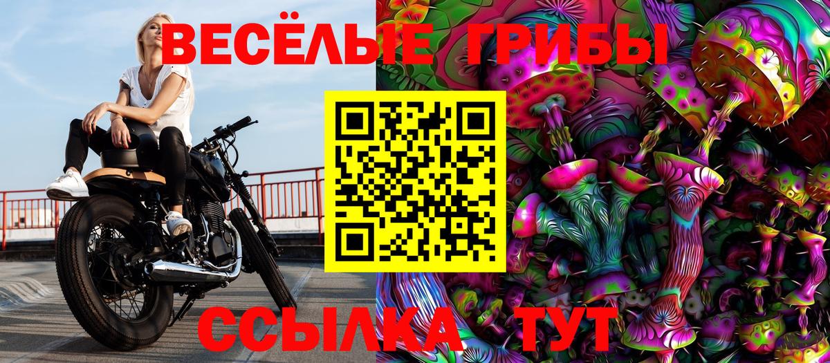 Псилоцибиновые грибы Psilocybine cubensis Северобайкальск